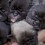 [VIDEO] How This Pug Mom is With Her Newborn Pups is Truly Heartwarming