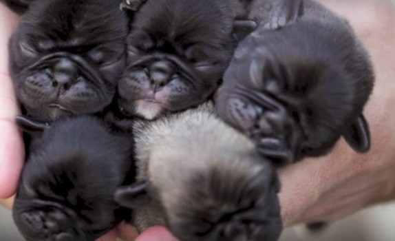 pug puppies