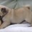 Pug Goes Crazy Over a Toy and Then a Sofa – Both are SO Entertaining!