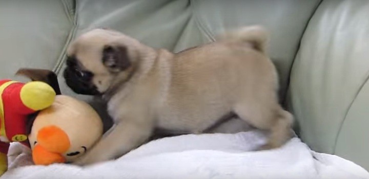 pug playing with toy