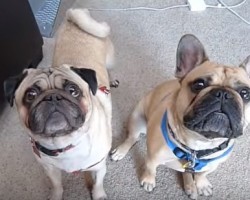 [VIDEO] Zeus and Rambo do Tricks for Treats and Look Adorable While Doing so!