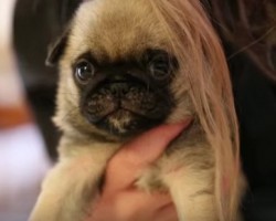 Adorable Puppy is Having Fun Playing with Her Owner’s Hair