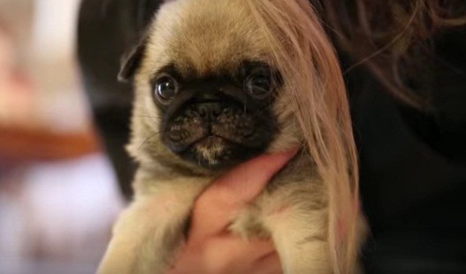 pug playing with her mom's hair