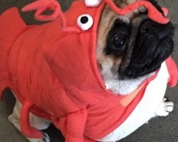 Pugs and Halloween Costumes?! You’re Gonna LOVE This!