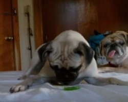 This Pug Just isn’t Sure What to do with His Kiwi Treat! LOL!