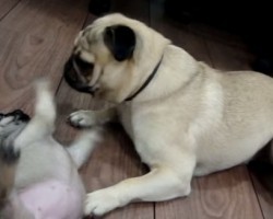 Two Pug Doggies Duke it Out Over the Same Toy… Who Will Win?!