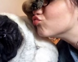 [VIDEO] Watch How a Cute Pug Avoids Kisses From Mom – LOL!