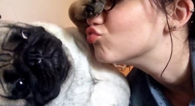 pug avoiding kisses