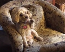 Fluffy Dog Begs Mom for Belly Rubs – So Cute!