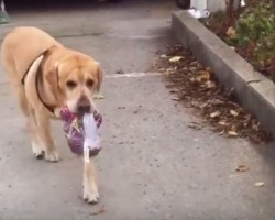 Talented Pooch Helps Bring the Groceries Inside — Wow!