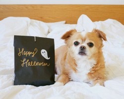 Make Your Doggie Friends These Halloween DIY Treat Bags