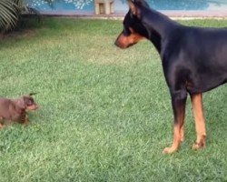 Courageous Puppy Challenges Larger Dog…So Cute!