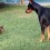 Courageous Puppy Challenges Larger Dog…So Cute!