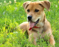Necessary Accessories You Need NOW for Your Dog’s Daily Exercise Regime