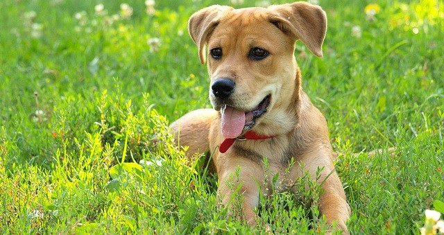 dog in field of flowers