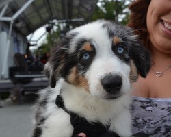 The Amazing Love Language Between a Pooch and Owner