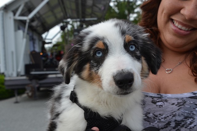 Mixed husky puppy