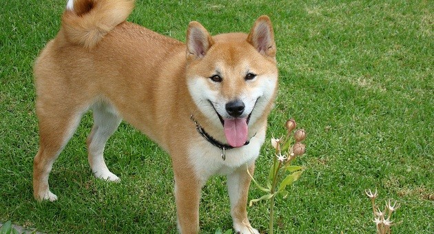 dog in the backyard