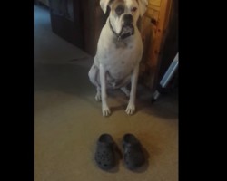 Doggy Shows off Incredible Walking Skills…in CROCS!