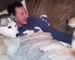 Watch How this Husky Dog Tries to be the Center of Attention