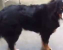 Where did this Big Dog Hide His Owner’s Slipper? Watch and Find Out!