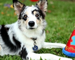 How to Make Your Pup’s Birthday Party Doggone Good!