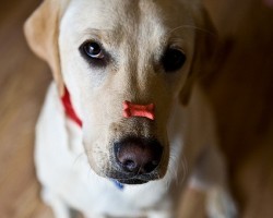 How Doggies Can Help You Have Have a Better Morning