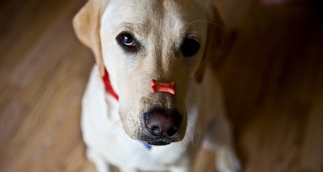 dog with bone on his nose