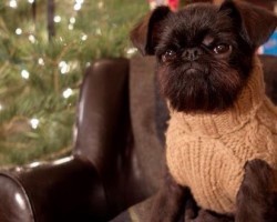 Doggies in Sweaters That’ll Totally Melt Your Heart