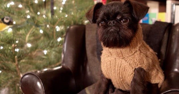 dog in a sweater