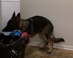 This Helpful Doggy is Trained to Load a Washing Machine – Amazing!
