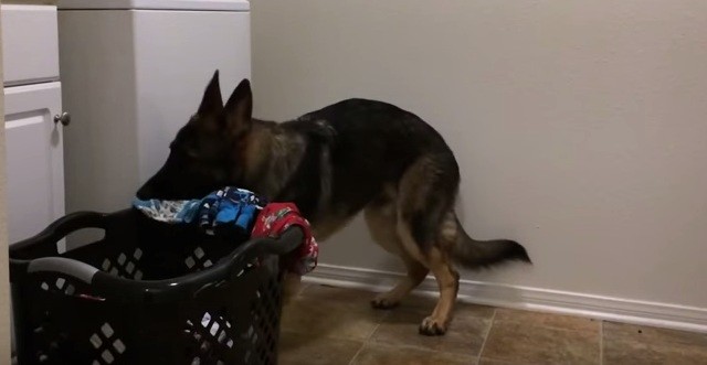 German Shepherd loading machine