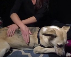 [VIDEO] Doggies Get Their First Massage Ever and They Rather Enjoy it!