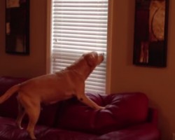 [VIDEO] Hide-And-Go-Seek — Watch a Smart Pooch Track Down His Treats!