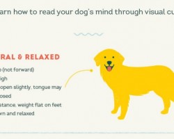 Learning Your Pooch’s Body Language so You Can be Prepared for Any Setting