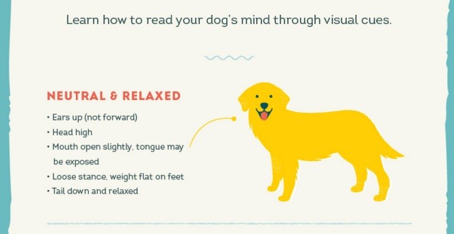 dog's body language