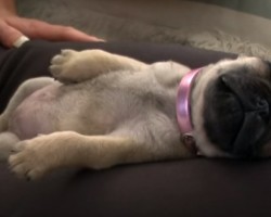 (Video) Watch a Puppy Enjoy Her Nap SO Much That She Passes Gas – LOL!