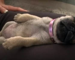 Watch a Puppy Enjoy Her Nap so Much That She Farts — Too Funny!