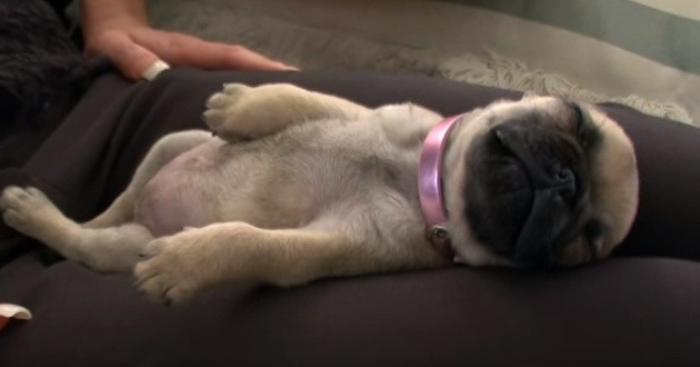 pug puppy