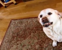 This Dog’s Guilty Expression is One You Can’t Miss!