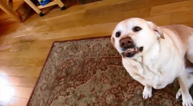 dog's guilty reaction