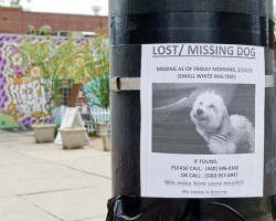8 Clever ‘Lost Dog’ Flyer Tips That’ll Assist You in Finding a Missing Pooch