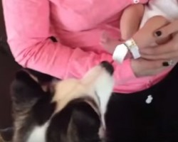 Husky Meets Her Baby Sister for the First Time — So Sweet