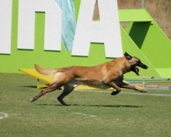 Ever Heard of the Dog Sport Called Mondioring? Learn More About it!