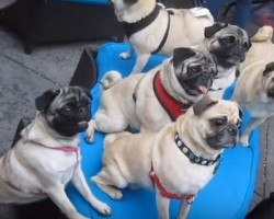 This Pug Party is the Cutest Doggy Get Together Yet!