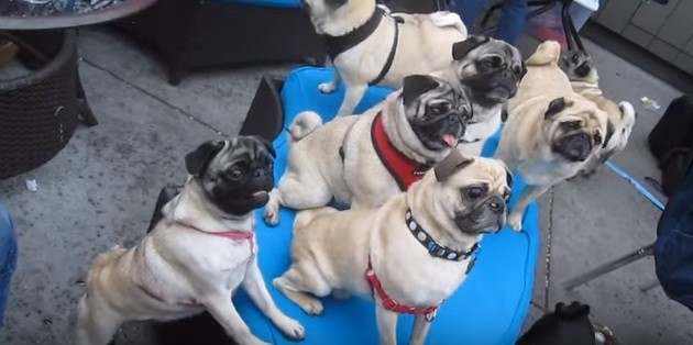 pug party