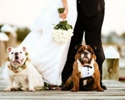 Getting Your Pooch Involved in Your Wedding