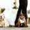 Getting Your Pooch Involved in Your Wedding