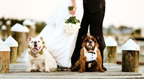 dogs a part of a wedding