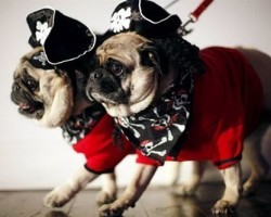 Ahoy Matey! Ye Heart Will Skip a Beat with These Seafarin’ Pups!